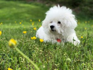 Bichon Frise for Sale