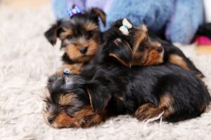 Keeping Two Dachshund Puppies as Pets